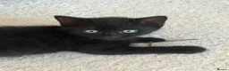 Mixed Breed cats for sale: 4 kittens for sale - see description for prices  - Advert 18