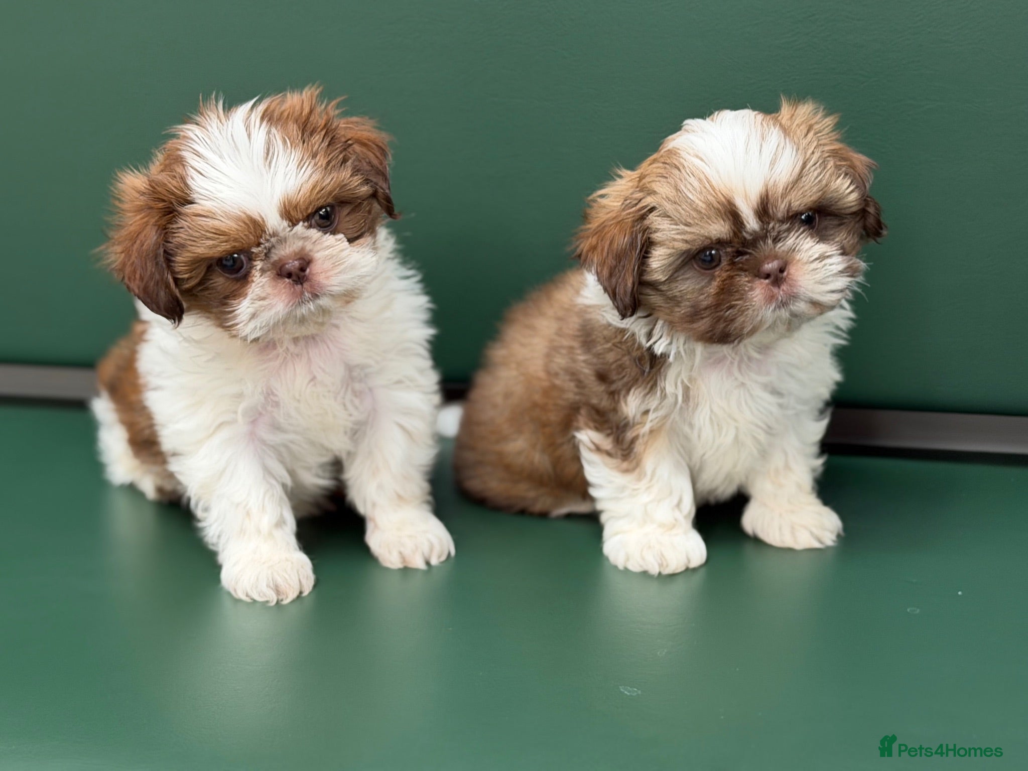 Shih Tzu dogs Highly Pedigreed (Pink Nose) Shih Tzu Puppies - Advert 1