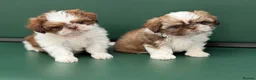 Shih Tzu dogs for sale: Highly Pedigreed Pure Breed Shih Tzu Puppies - Advert 2