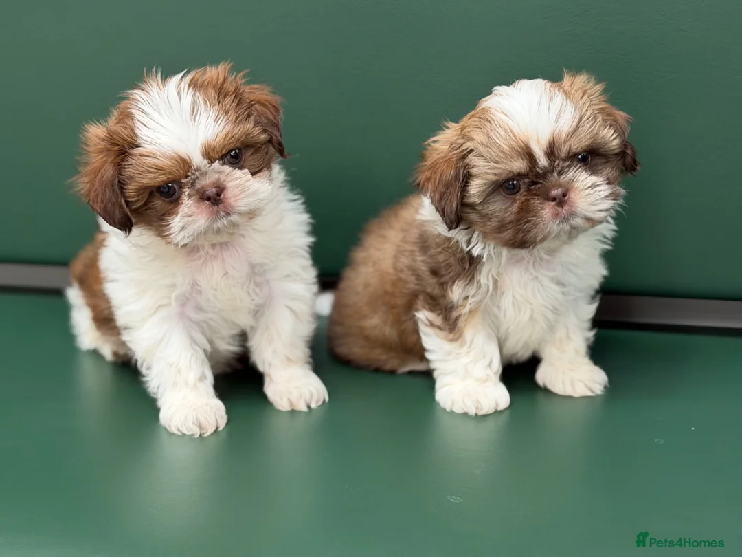 Shih Tzu dogs for sale: Highly Pedigreed Pure Breed Shih Tzu Puppies - Advert 2