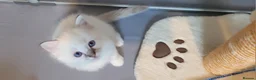Ragdoll cats for sale: Purebred registered Ragdolls in Edenbridge - Advert 5