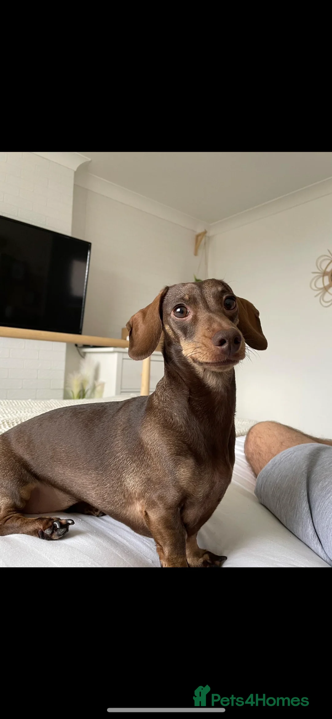 Miniature Dachshund dogs for sale: Miniature dachshund - Phoebe in Port Talbot - Advert 2