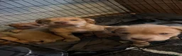Mixed Breed dogs for sale: Staffy X puppies for sale  - Advert 2