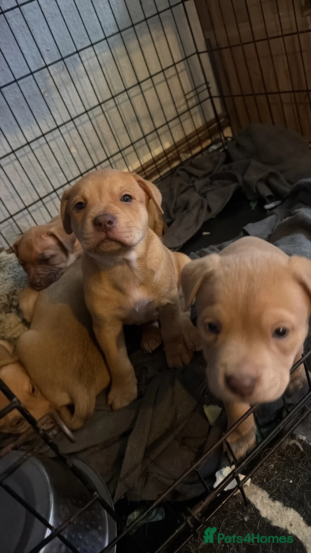 Mixed Breed dogs for sale: Staffy X puppies for sale  - Advert 2