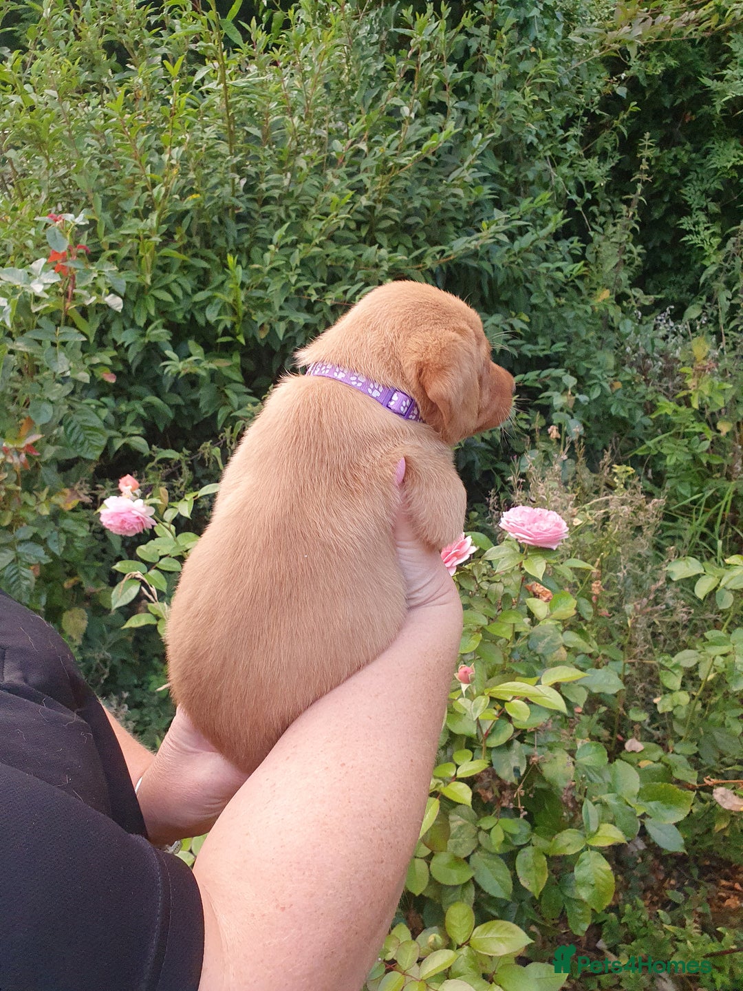 Labrador Retriever dogs for sale: Health Tested Fox Red Puppies for Sale - Image 20