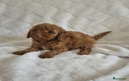 Cockapoo dogs for sale: Stunning cockapoo puppys  - Image 3