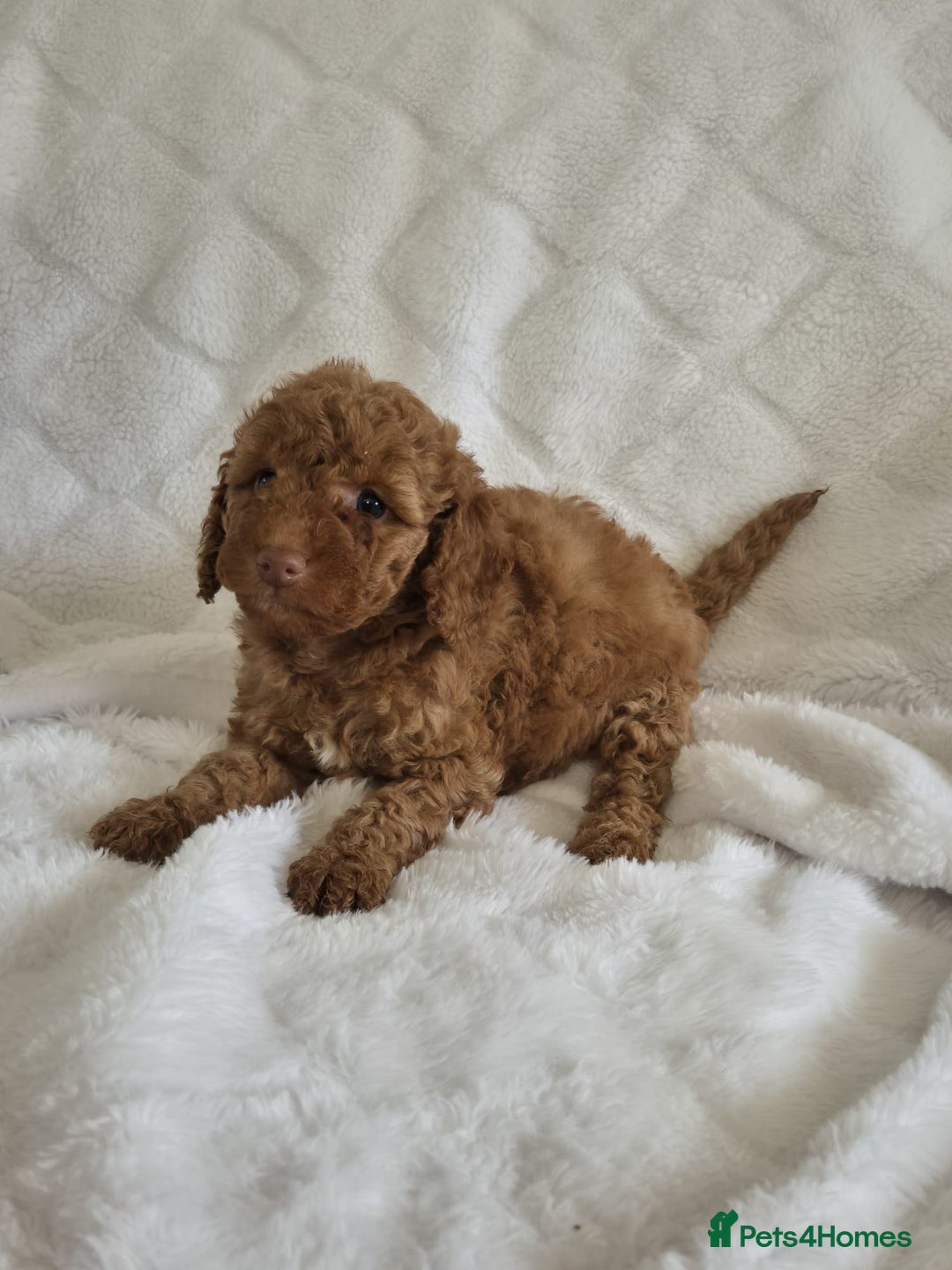 Cockapoo dogs for sale: Stunning cockapoo puppys  - Image 3