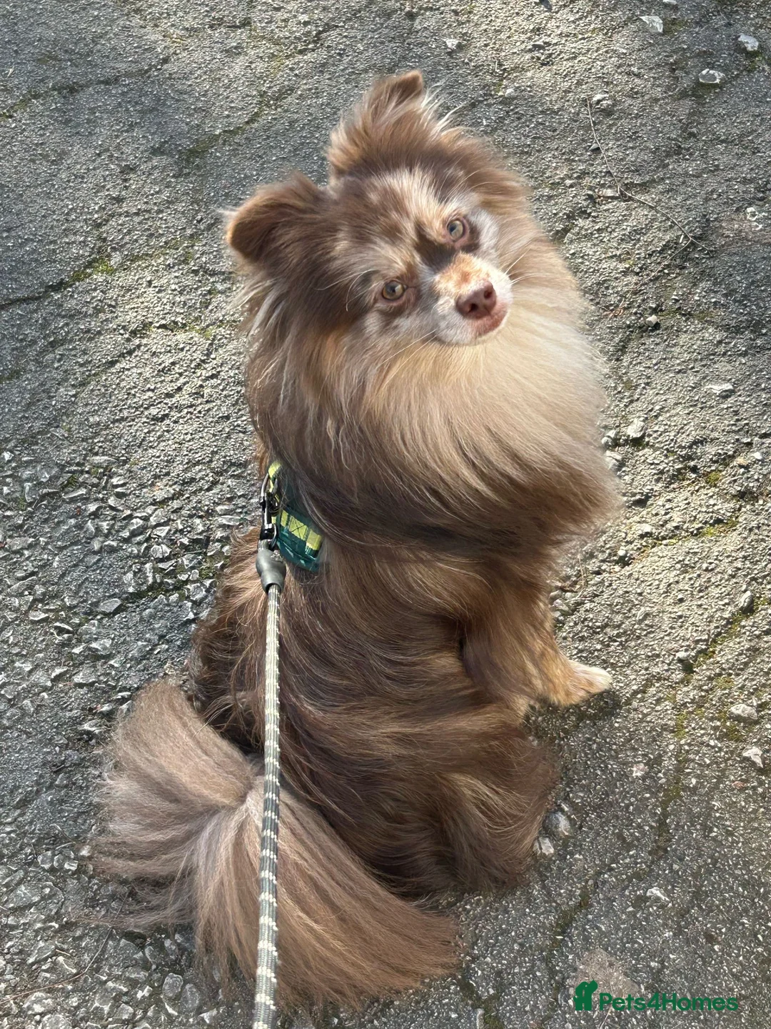 Pomeranian dogs for stud: Rare Merle Pomeranian For Stud Derbyshire in Chesterfield - Advert 5