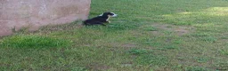 Border Collie dogs for sale: Adorable female sheepdog pups for sale  in Brecon - Advert 3
