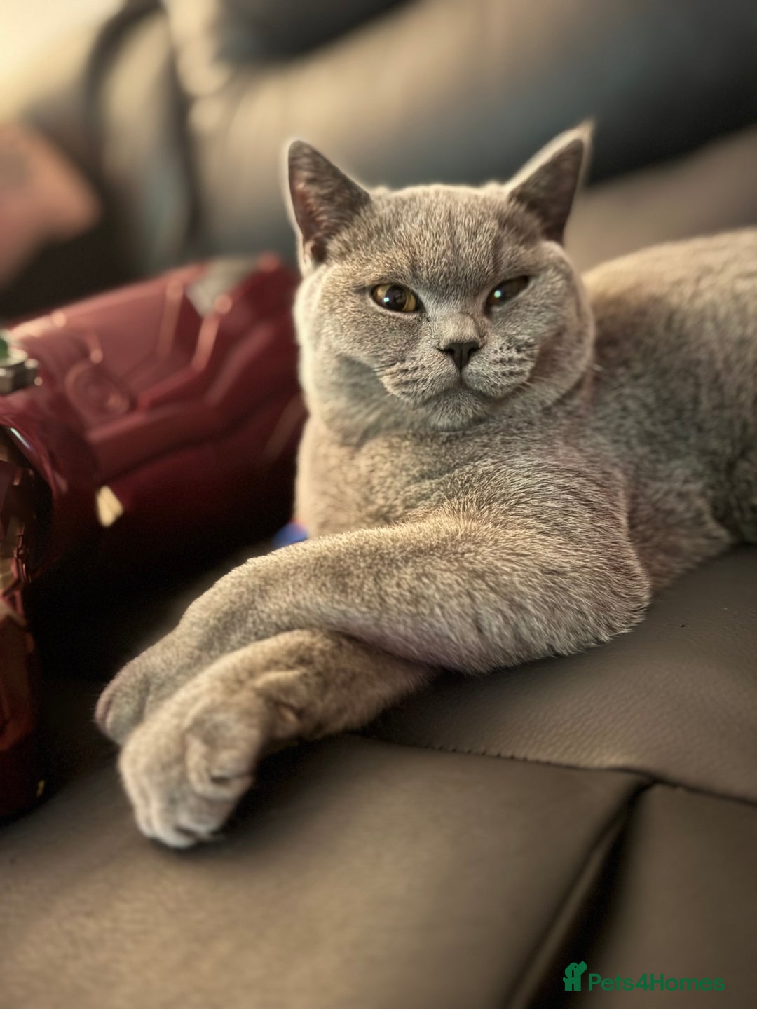 British Shorthair cats for sale: British Blue Shorthair  - Image 3