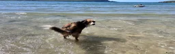 Mixed Breed dogs for sale: Stunning, loving Lassie/Border collie - Advert 6