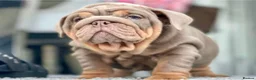 English Bulldog dogs for sale: Coco- English bulldog re-home - Advert 9