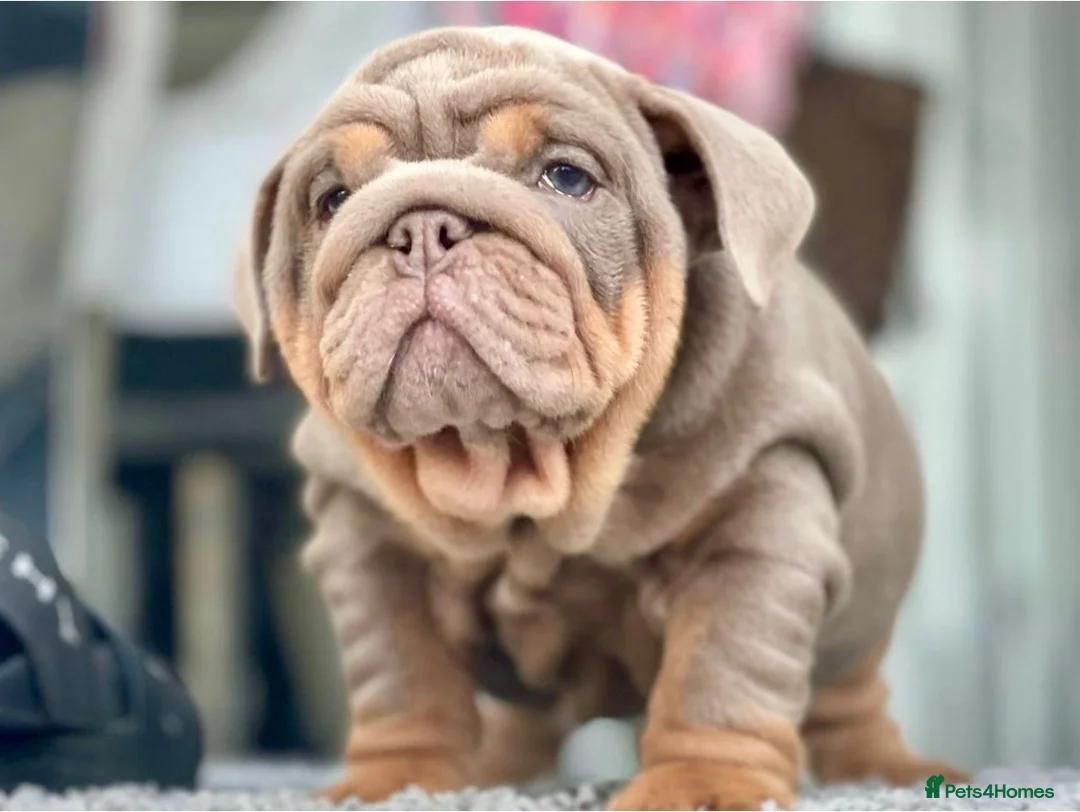 English Bulldog dogs for sale: Coco- English bulldog re-home - Advert 9