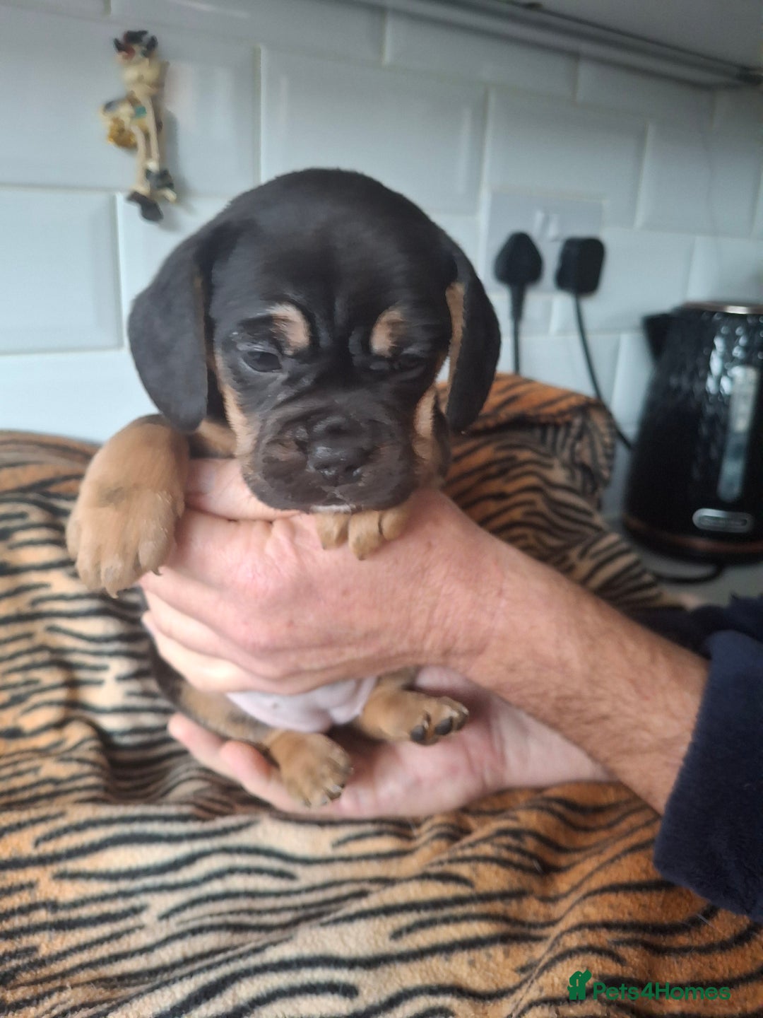 Mixed Breed dogs for sale: French bulldog X Beagle. - Advert 4
