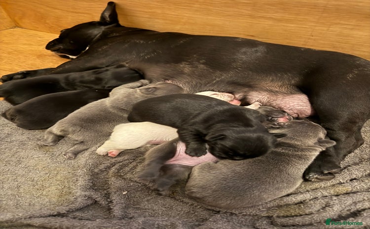 French Bulldog dogs - Advert 2