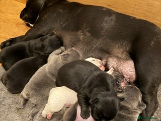 French Bulldog dogs 7 beautiful French bulldog puppies for sale - Advert 6