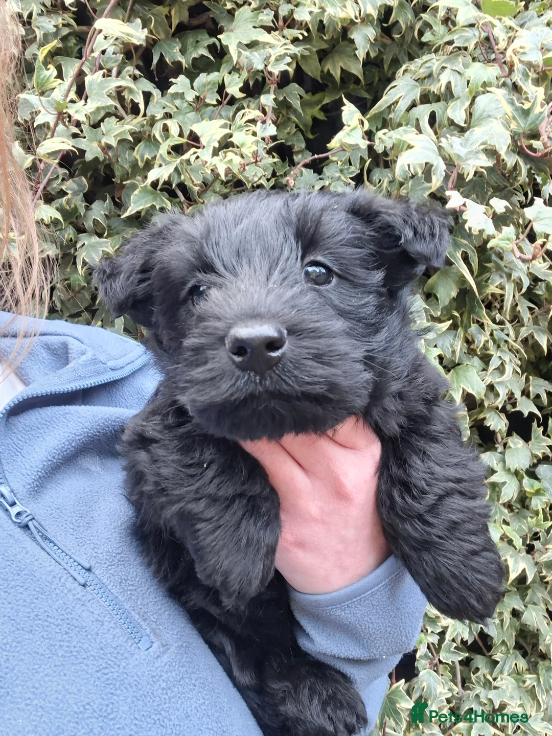 Scottish Terrier dogs for sale: Stunning scottish terrier pups - Advert 3