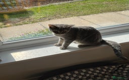Domestic Shorthair cats for sale: 4 Adorable Kittens Ready for their Forever Homes! - Image 8