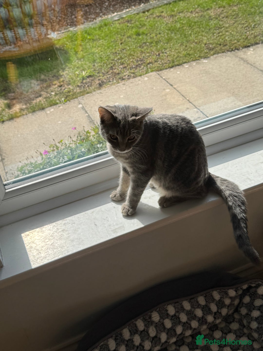Domestic Shorthair cats for sale: 4 Adorable Kittens Ready for their Forever Homes! - Image 8
