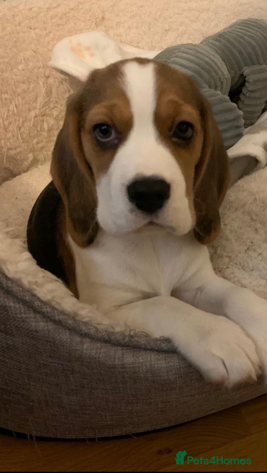 Beagle dogs Kc registered,,,  show winning beagles  - Advert 2