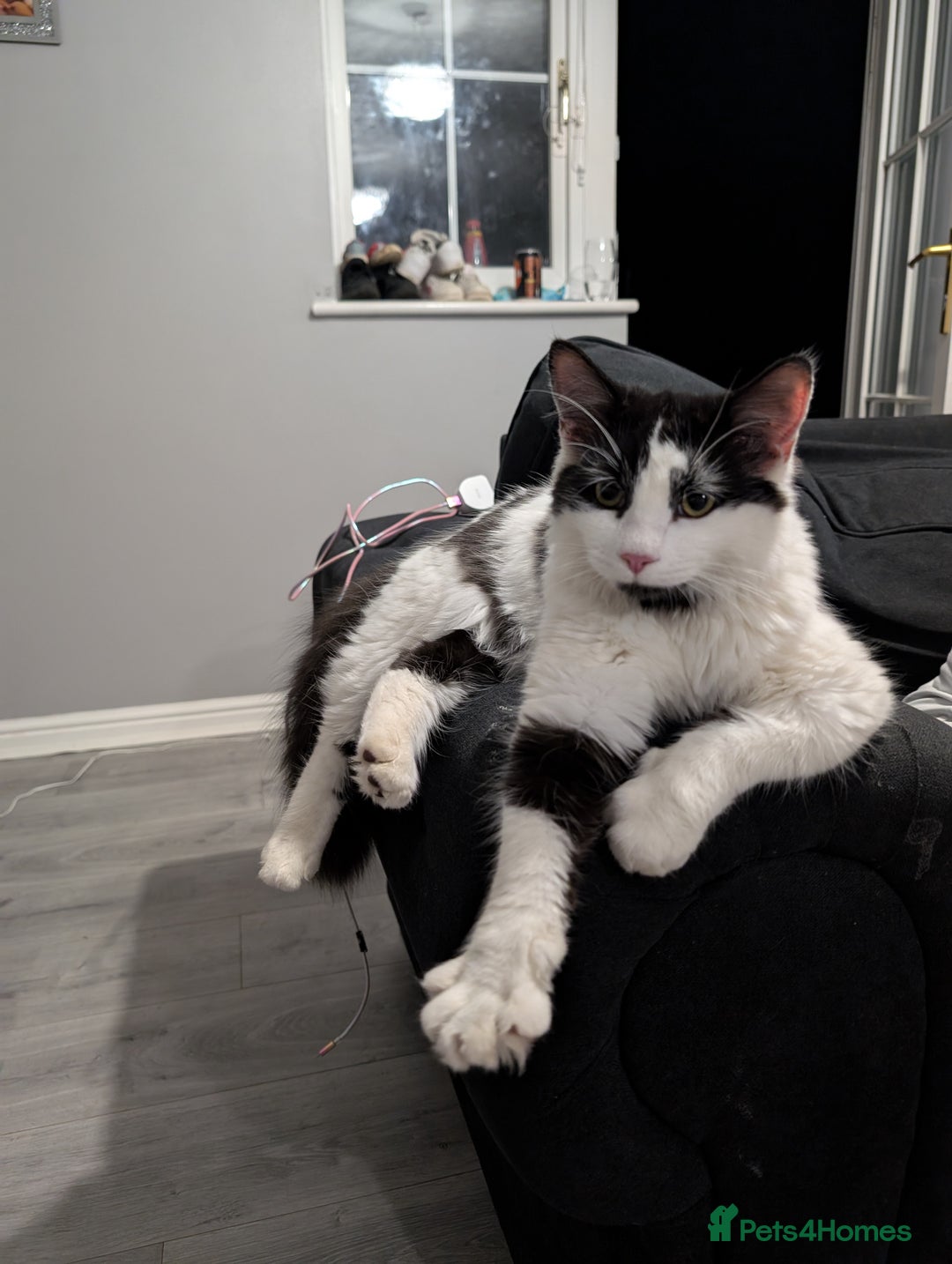 Mixed Breed cats for sale: Male cat for rehoming - Advert 1