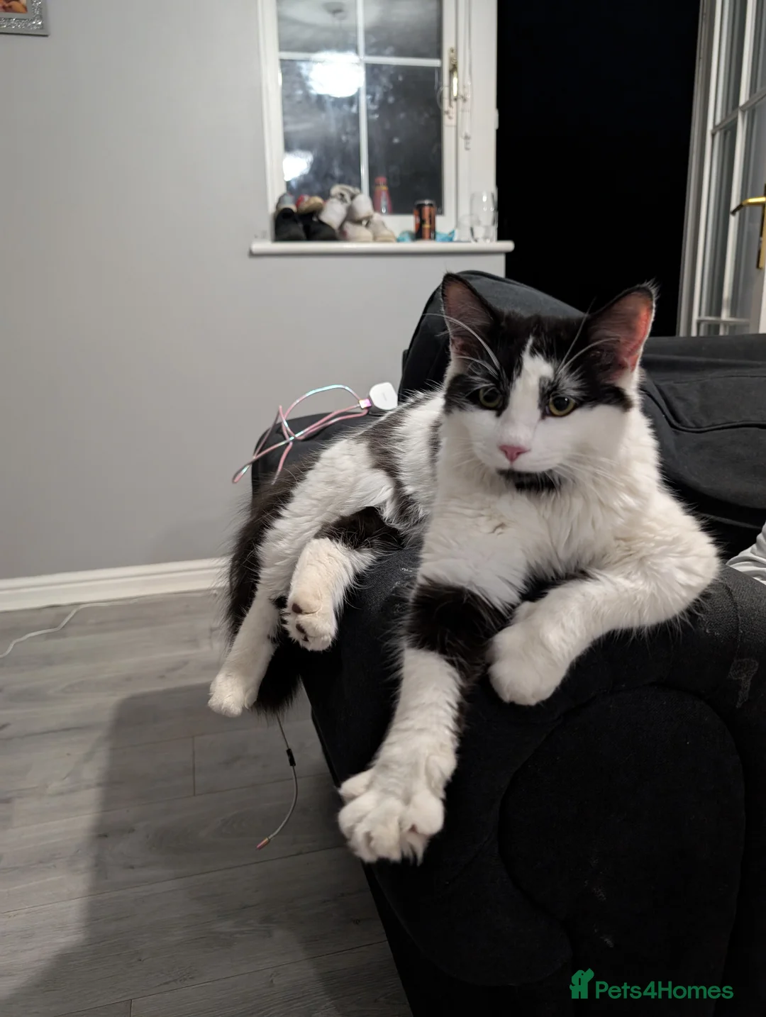 Mixed Breed cats for sale: Male cat for rehoming - Advert 1