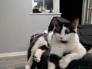 Mixed Breed cats Male cat for rehoming - Advert 17