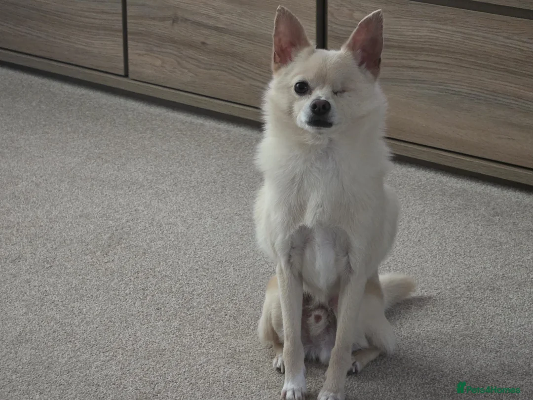 Pomchi dogs for sale: Olaf beautiful Pomchi in Pontefract - Advert 2