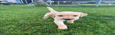 Professor Plum - Golden/Red Boy