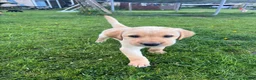 Labrador Retriever dogs for sale: 4 Beautiful Working Labrador Puppies - Advert 15