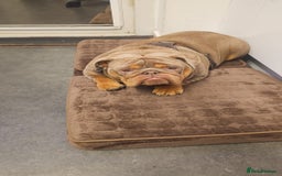 English Bulldog dogs for sale: English bulldog  - Image 4