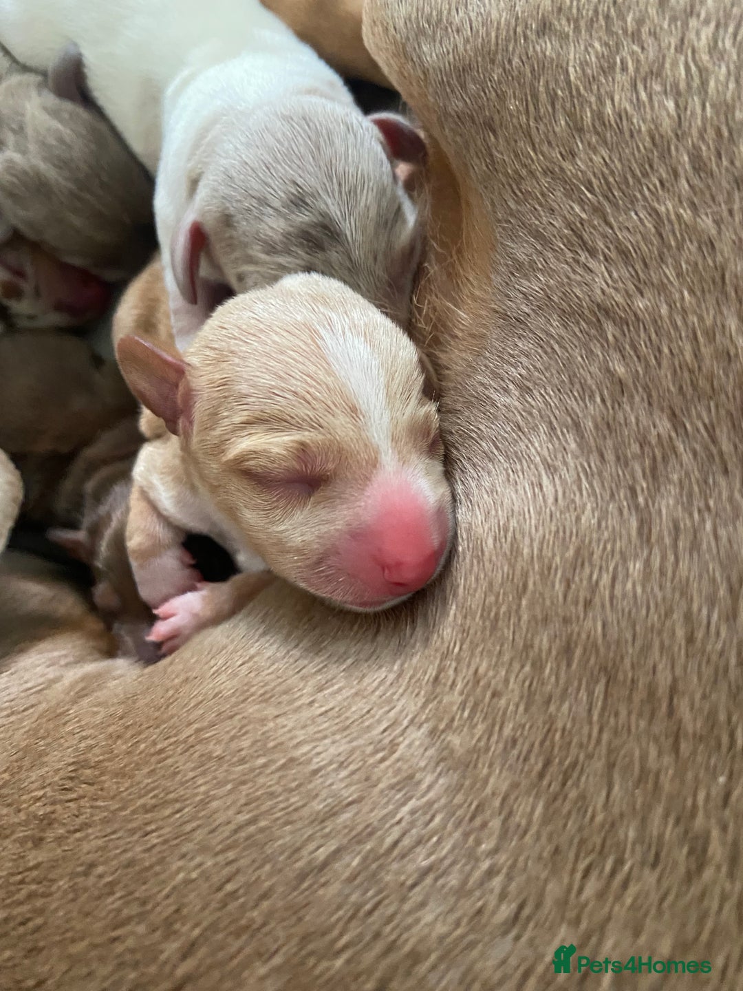 Miniature Dachshund dogs for sale: Dolly mixture dapple/piebald  - Image 6