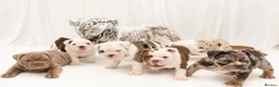 English Bulldog dogs for sale: Beautiful English Bulldog Puppies in Leigh-on-Sea - Advert 1