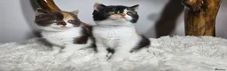 British Shorthair cats for sale: Tica British Shorthair & Longhair Champion Lines in Wigan - Advert 30