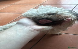 Shihpoo dogs for sale: Loving Shihpoo pup called muffin - Image 1