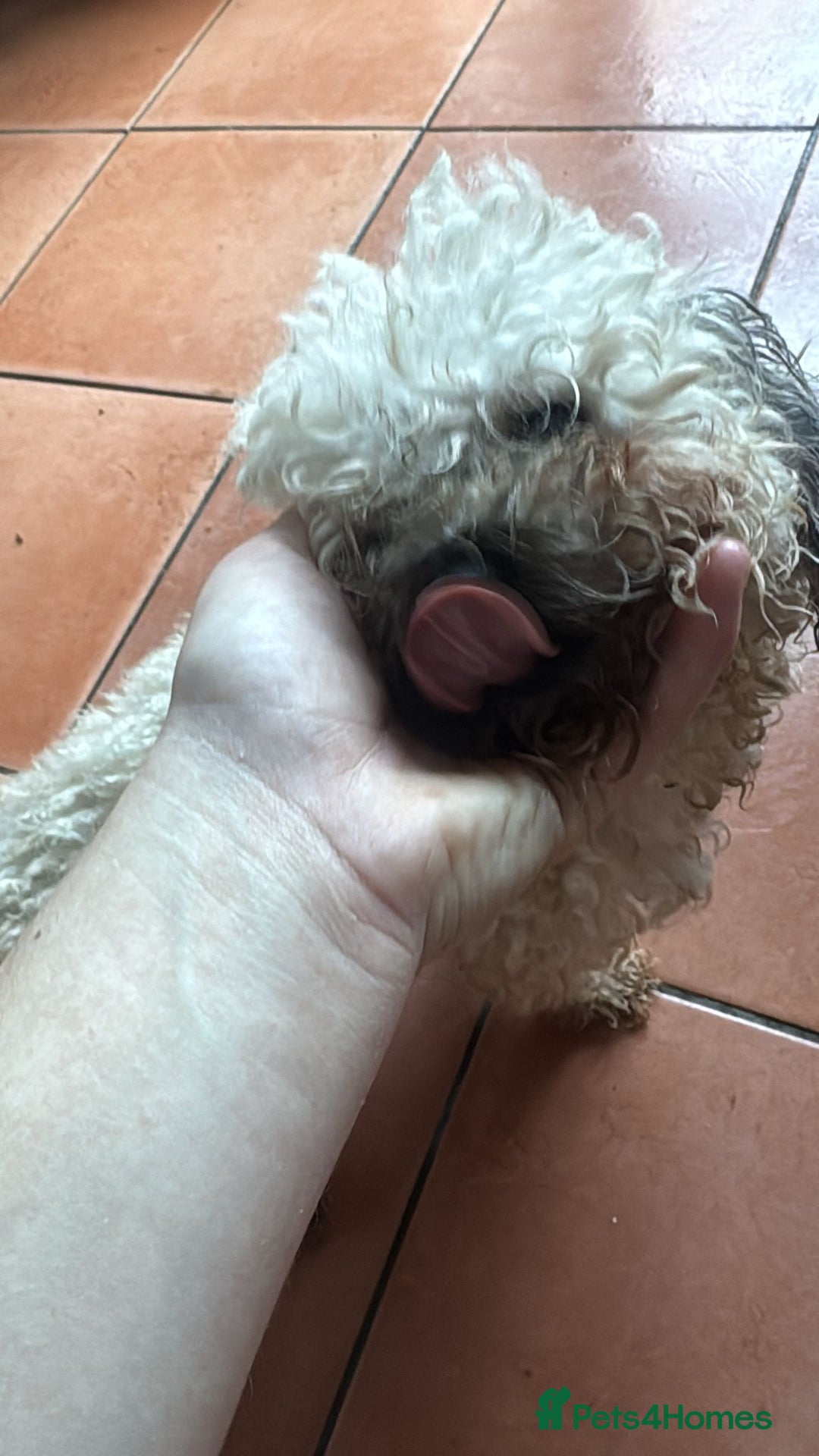 Shihpoo dogs for sale: Loving Shihpoo pup called muffin - Image 1