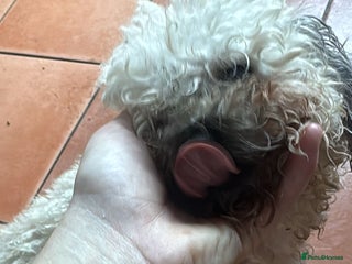 Shihpoo dogs - Advert 1