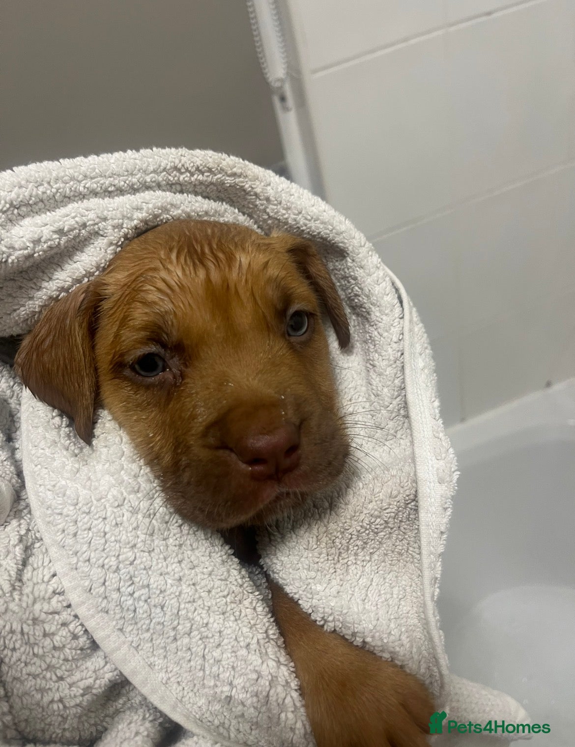 Staffordshire Bull Terrier dogs Gorgeous staffy puppy 😍 - Advert 5