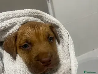 Staffordshire Bull Terrier dogs Gorgeous staffy puppy 😍 - Advert 4