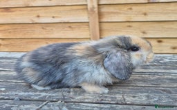 Mini Lop rabbits for sale: Baby mini lops - Image 6