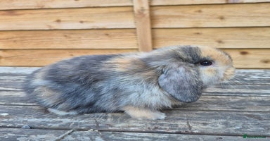 Mini Lop rabbits - Advert 7