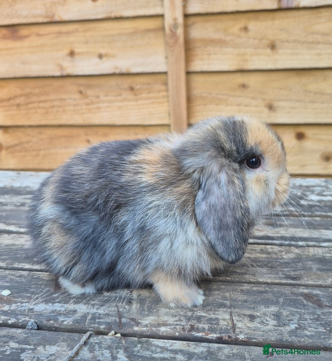 Mini Lop rabbits for sale: Baby mini lops - Image 6