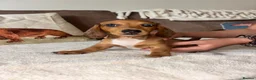 Miniature Dachshund dogs for sale: Miniature kc registered pups ready 7th oct - Advert 22