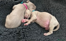 Weimaraner dogs for sale: Exceptional litter of Weimaraner puppies  - Image 18