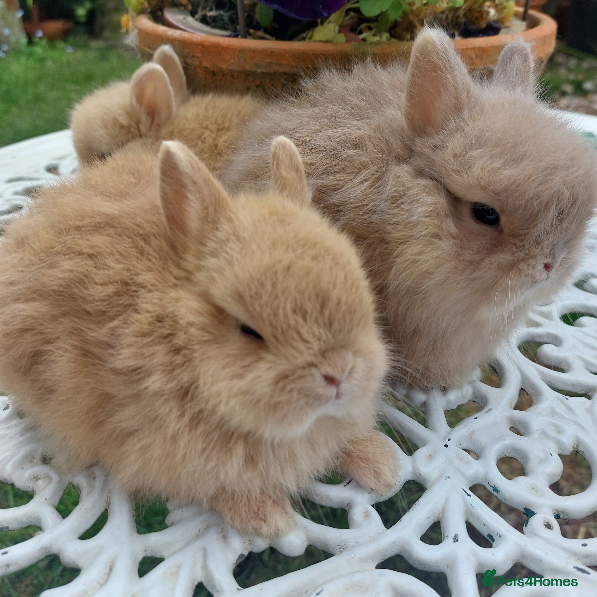 Netherland Dwarf rabbits NEATHERLAND DWARF BABIES  - Advert 2