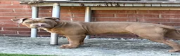 Mixed Breed dogs for sale: Beautiful boy  in Coventry - Advert 2