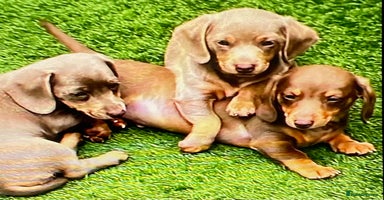 Miniature Dachshund dogs - Advert 3
