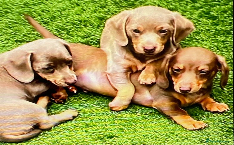 Miniature Dachshund dogs - Advert 16