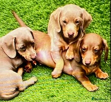 Miniature Dachshund dogs - Advert 3