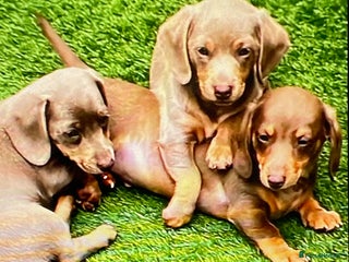 Miniature Dachshund dogs - Advert 4